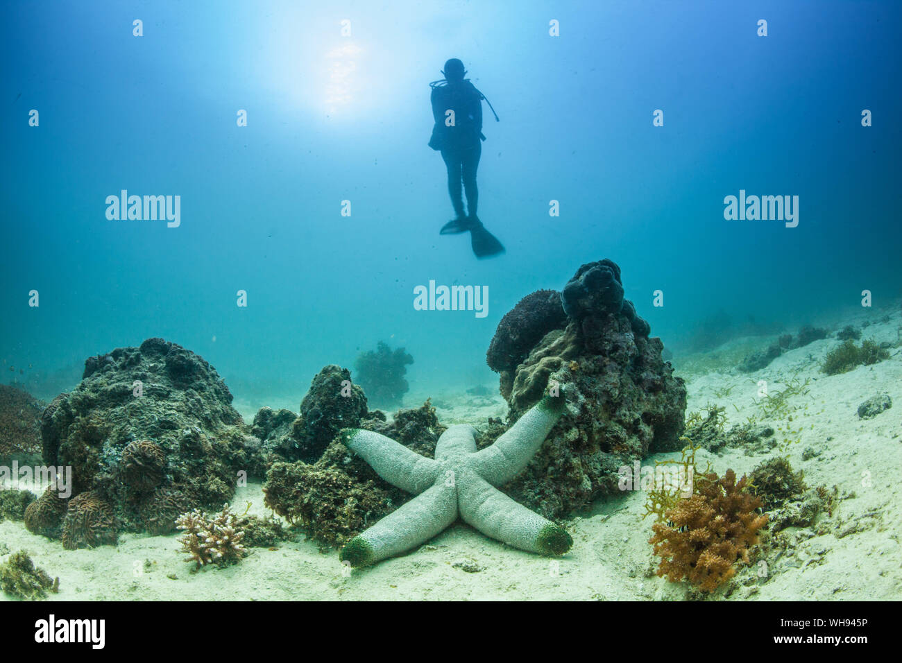Vista de longitud completa de Buzo bajo el agua Fotografía de stock - Alamy