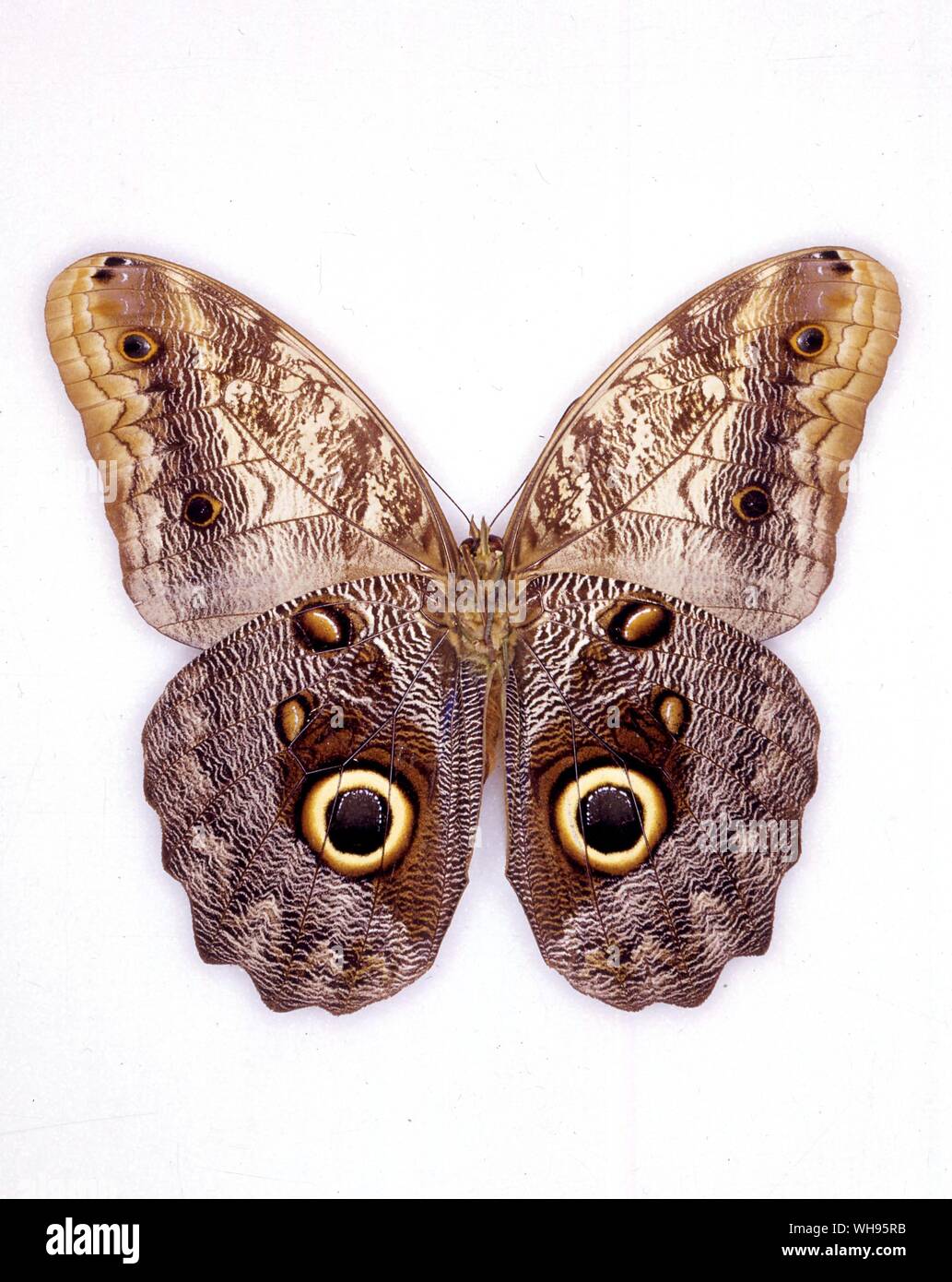 Las mariposas y polillas - Caligo Prometeo (parte inferior de las alas) Foto de stock