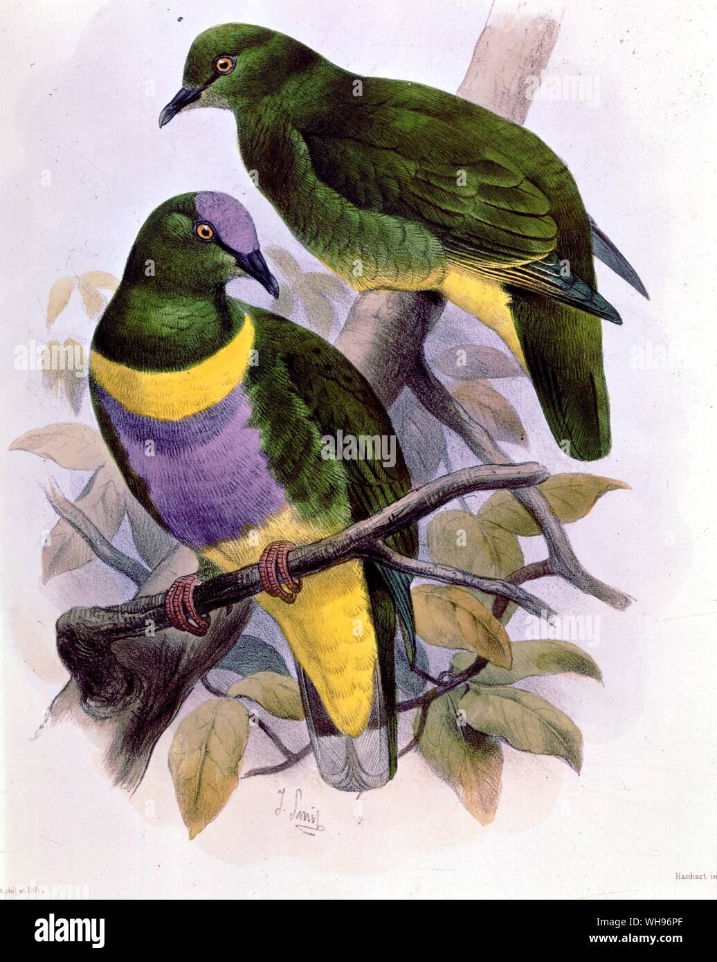 Nueva Guinea: Ptilopis johannis (nombrado después de John Murray), Fruta palomas desde las Islas del Almirantazgo. Foto de stock