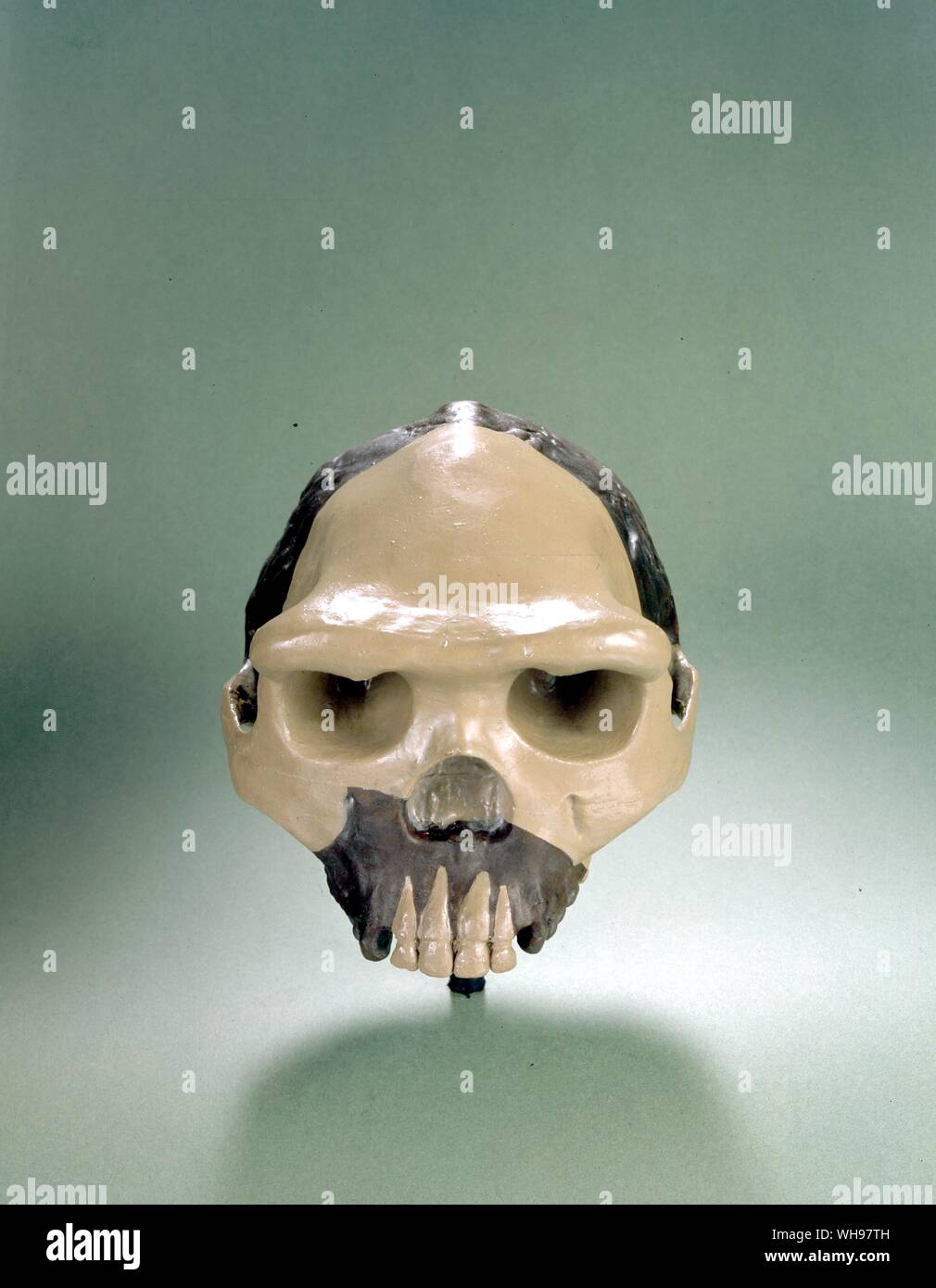 Antropología MAN Skull Java Foto de stock