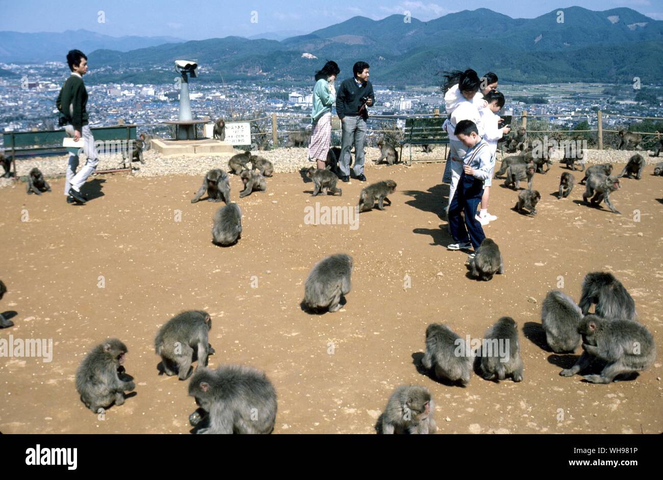 Parque de Monos Arashiyama con vistas a Kyoto de Japón a una treintena de parques de monos macacos alimentan el turismo Foto de stock