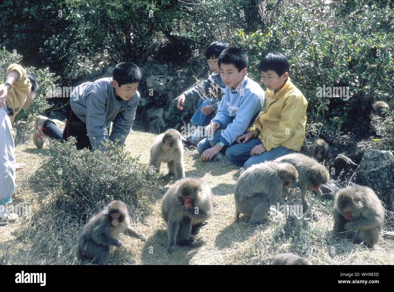 Durante los días feriados y los fines de semana estos niños pasan horas observando esta tropa en Arashiyama, aportando información a diversos estudios científicos Foto de stock