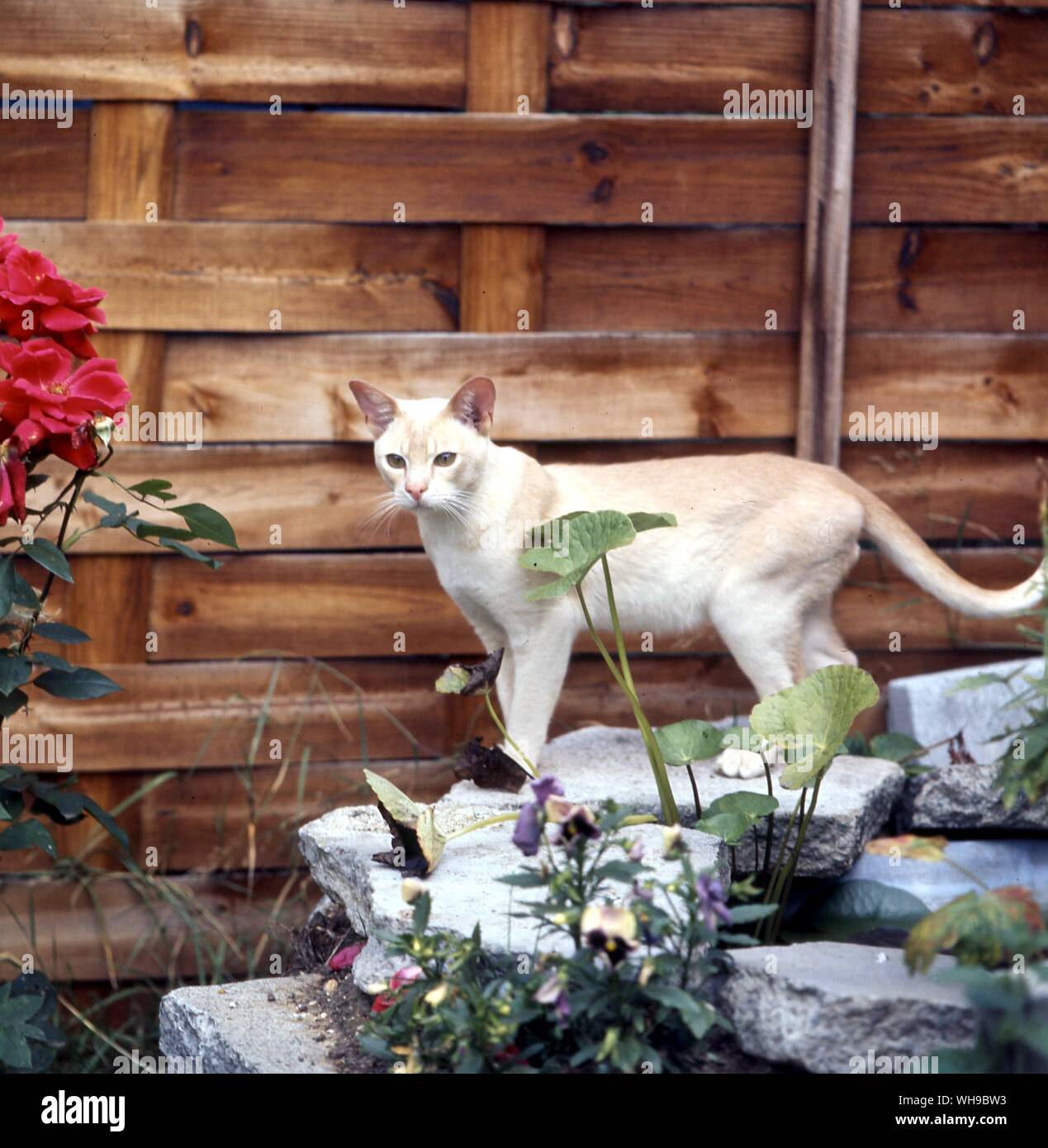 Crema gato birmano Foto de stock