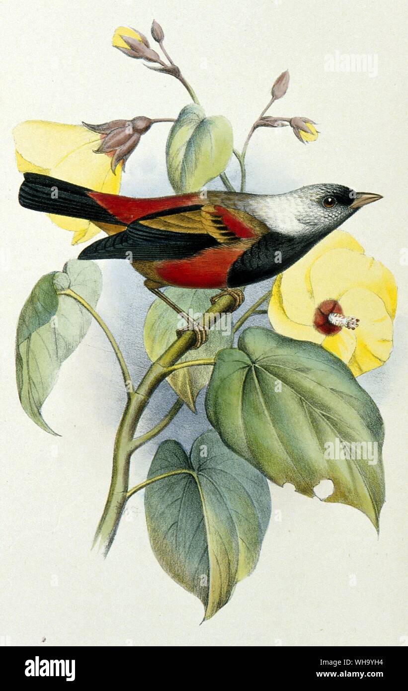 Ula-ai-Hawane. Litografía coloreada a mano por F.W. Frohawk de S.B. Wilson y A.H. Evans de Aves hawaiiensis Londres (1890-9), Pl.11. - Longitud de bird 13cm (5pulg) Foto de stock