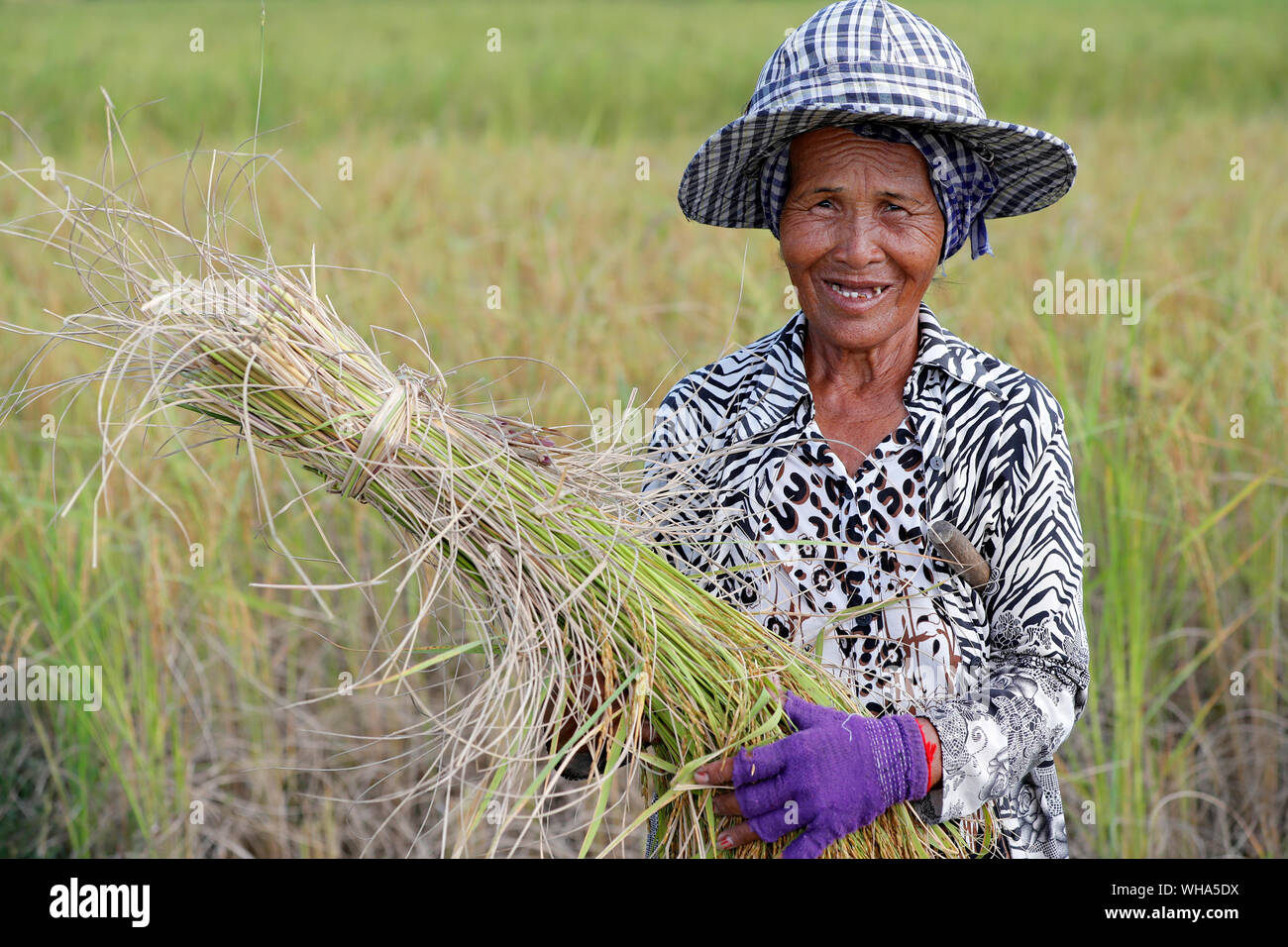 Anciana que trabajan en los campos de arroz, la cosecha de arroz de Kep, Camboya, Indochina, en el sudeste de Asia, Asia Foto de stock