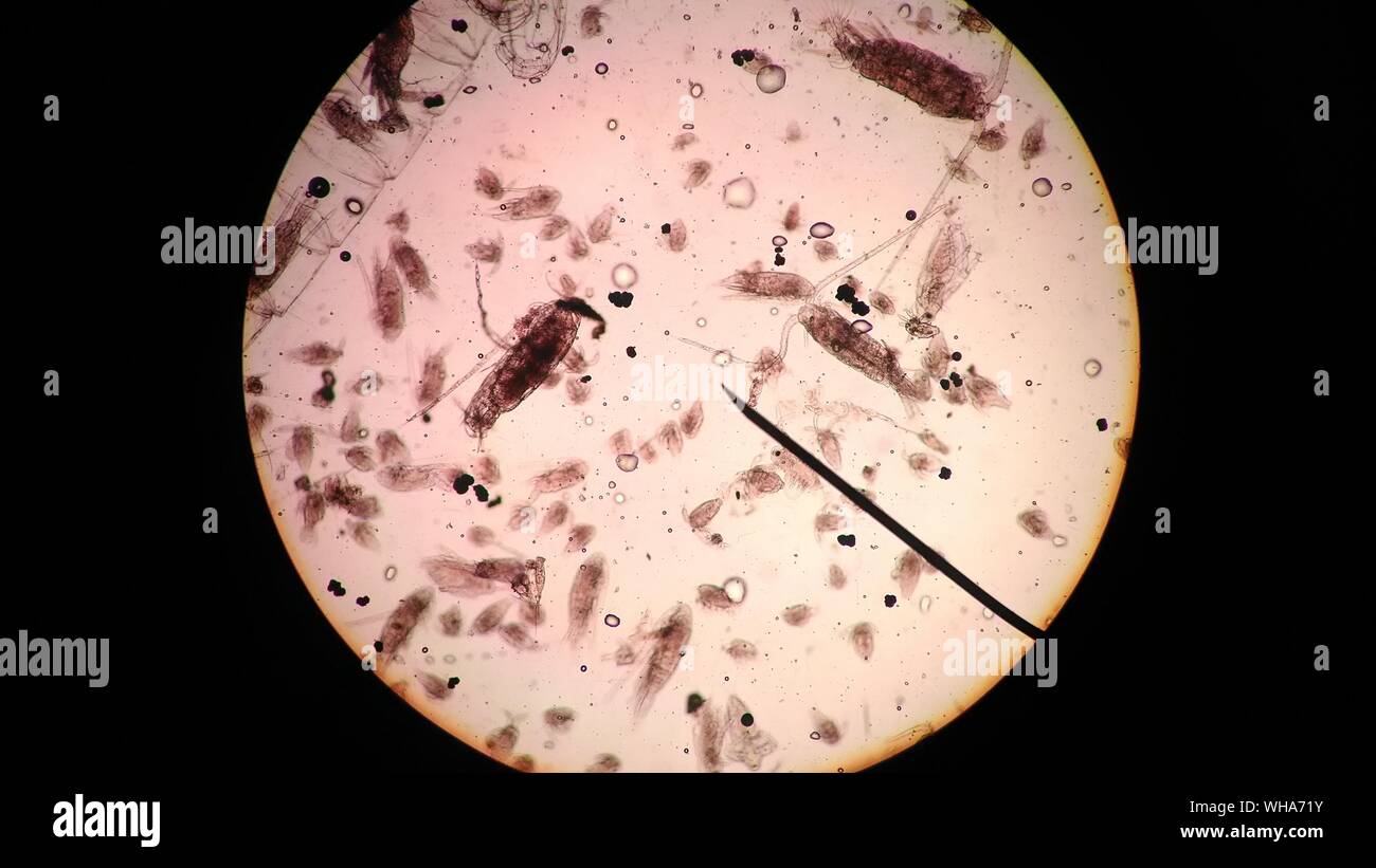 Cerca de organismos vistos a través de microscopio Foto de stock