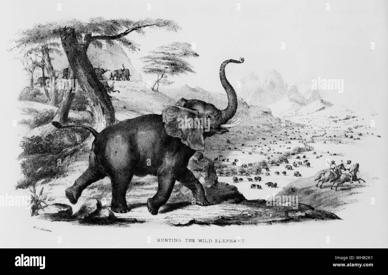 A la caza del elefante salvaje. Aventura africana. Deportes salvajes del África Meridional - Londres 1852. El capitán William Cornelius Harris. La ilustración muestra un elefante herido en marcha y WCH y companionon caballo admirando los rebaños. Foto de stock