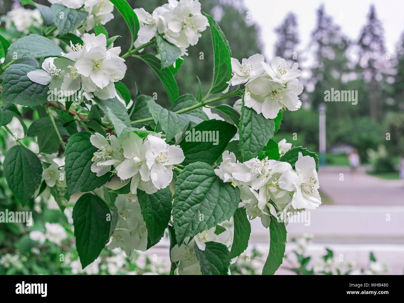 Arbusto de jazmín blanco fotografías e imágenes de alta resolución - Alamy