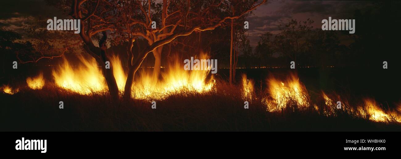 Los incendios forestales son parte de un proceso de regeneración natural, pero también puede ser el resultado de incendios o sequía , Kakadu , Australia Foto de stock