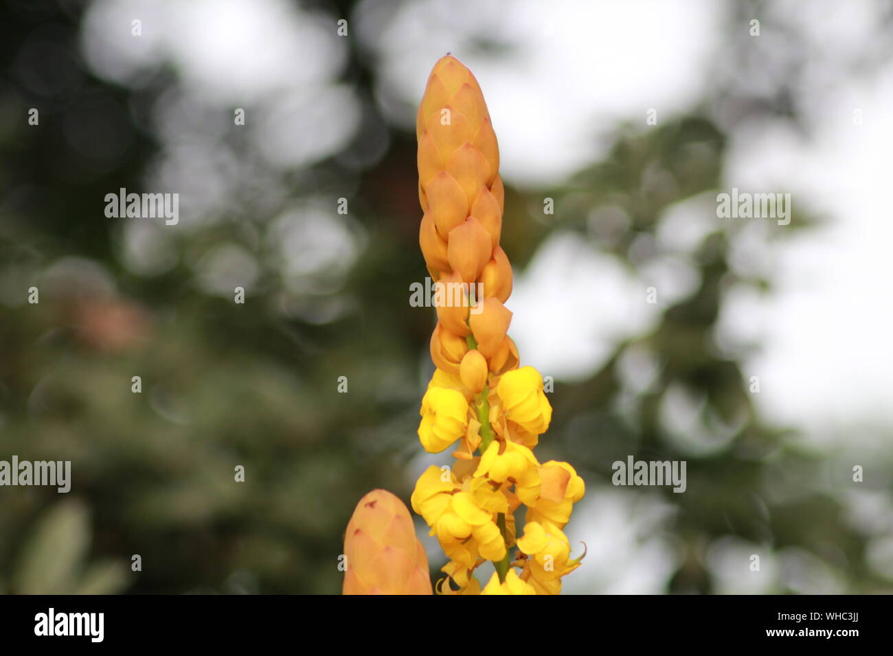 Flor de nigeria fotografías e imágenes de alta resolución - Alamy