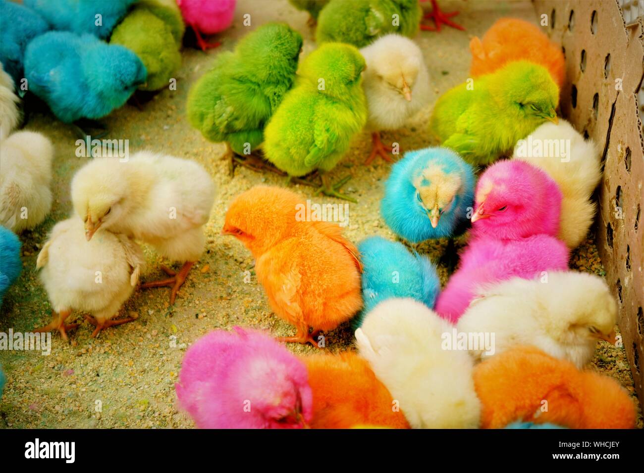 Pollitos de colores fotografías e imágenes de alta resolución Alamy