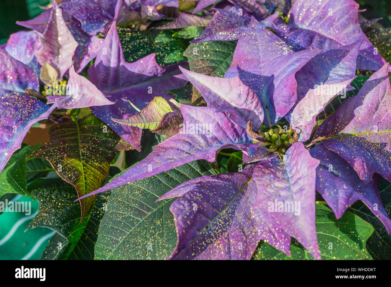 Close-up de color violeta brillante Poinsettia flores, alias Estrella de  Navidad (Euphorbia pulcherrima), con oro glitter Fotografía de stock - Alamy