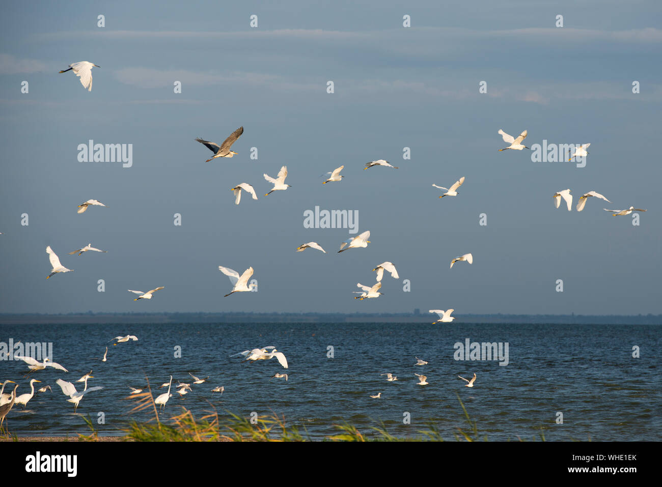 Las aves, Parque Nacional Lagunas Tuzly, Sur de Ucrania Foto de stock
