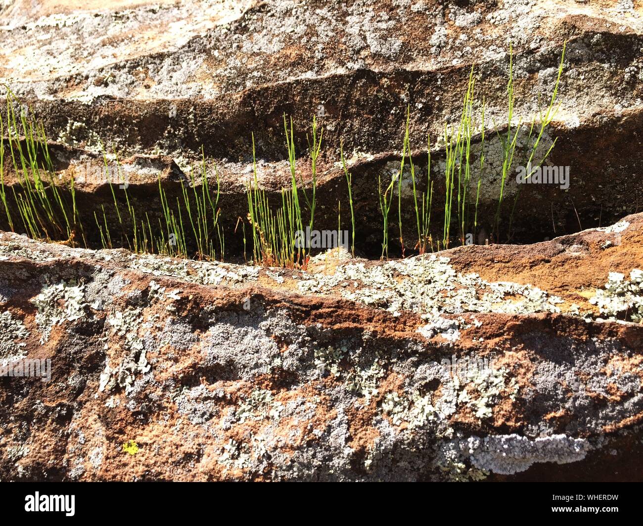 Moss crece sobre roca blanca Foto de stock
