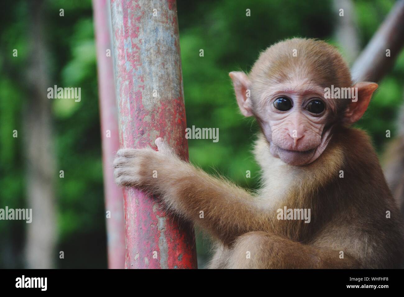 Mono joven fotografías imágenes de alta