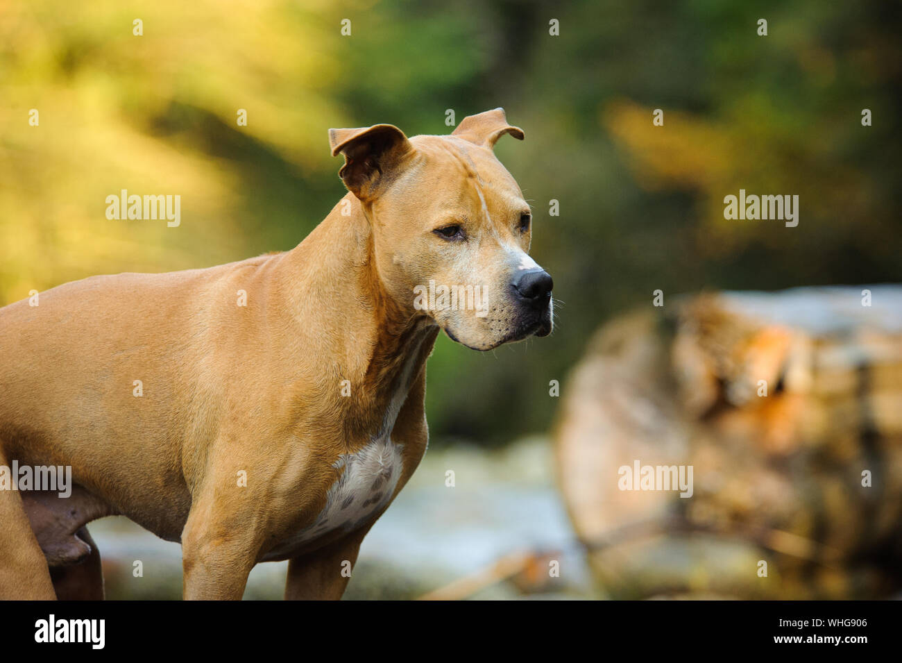Ver perfil de Brown perro mirando lejos Foto de stock