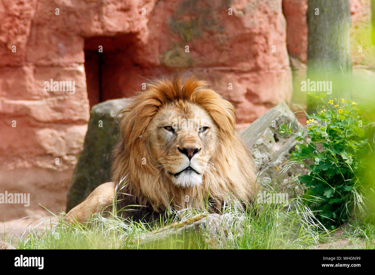 Bereber adultos lion está viendo Panthera leo leo Foto de stock