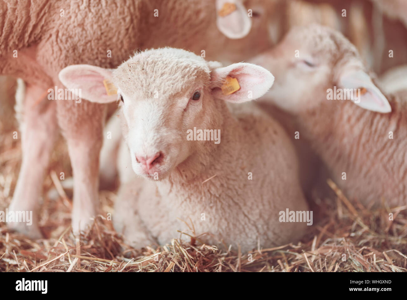 Cordero en el corral de ovejas en la granja lechera, cute animales jóvenes en paddock Foto de stock
