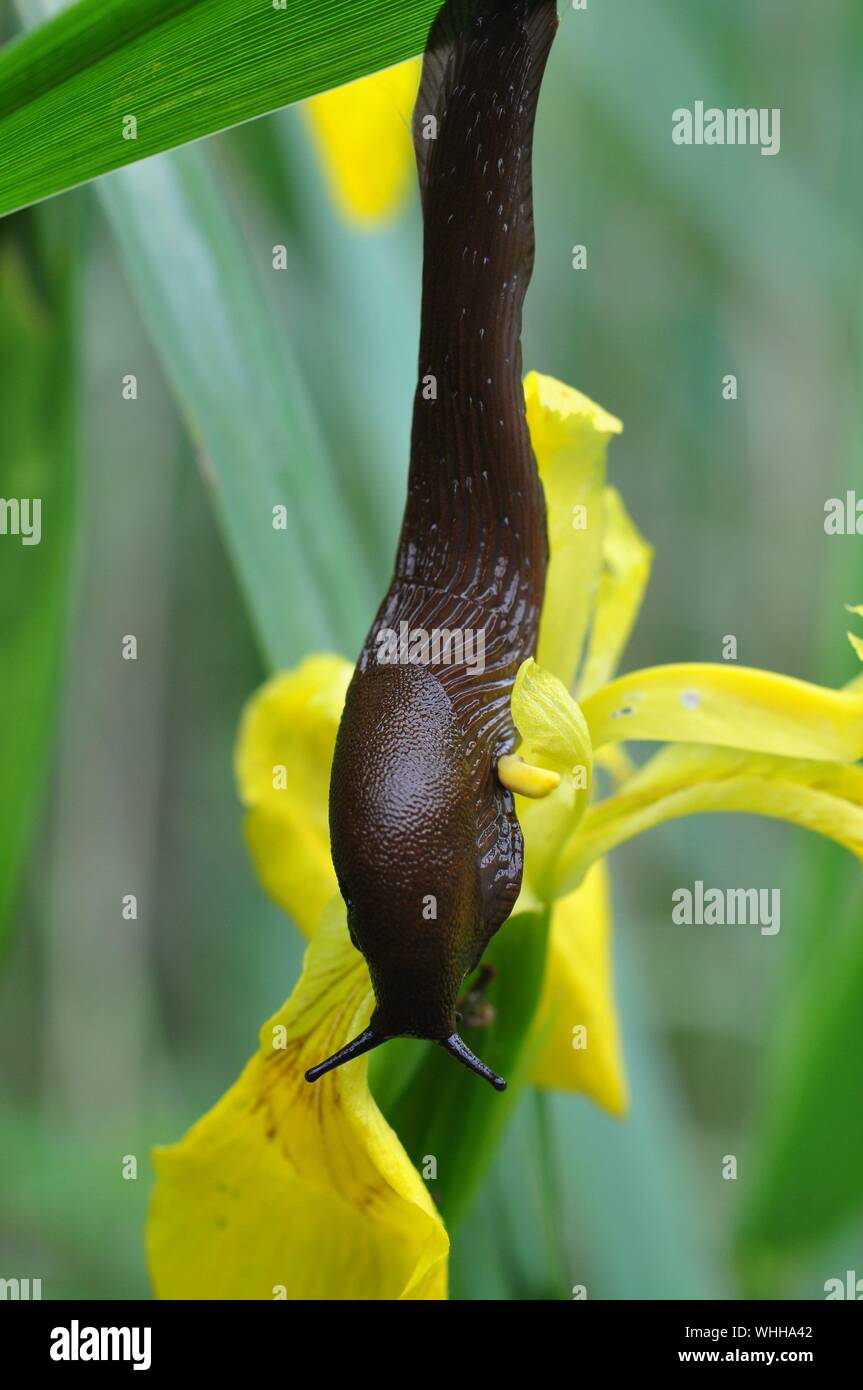 Close-up de babosa en Flor Amarilla Fotografía de stock - Alamy