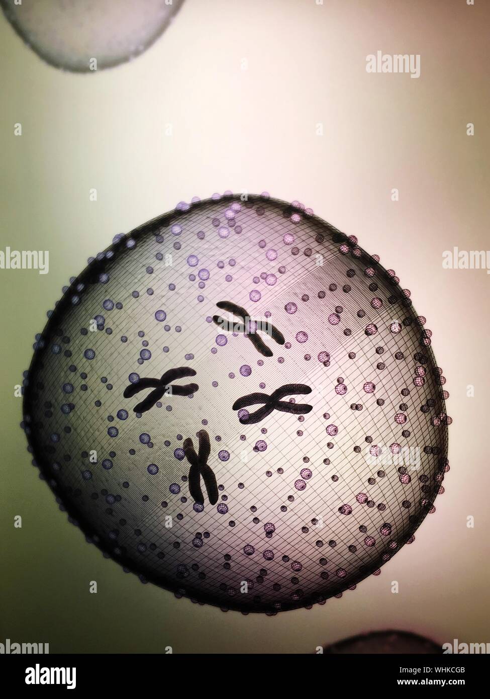 Visto a través del microscopio de células de levadura Foto de stock