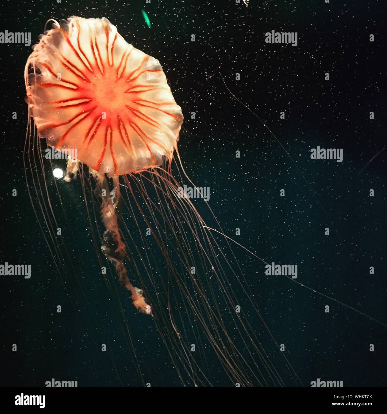 Orange medusas nadar en SEA LIFE London Aquarium Foto de stock