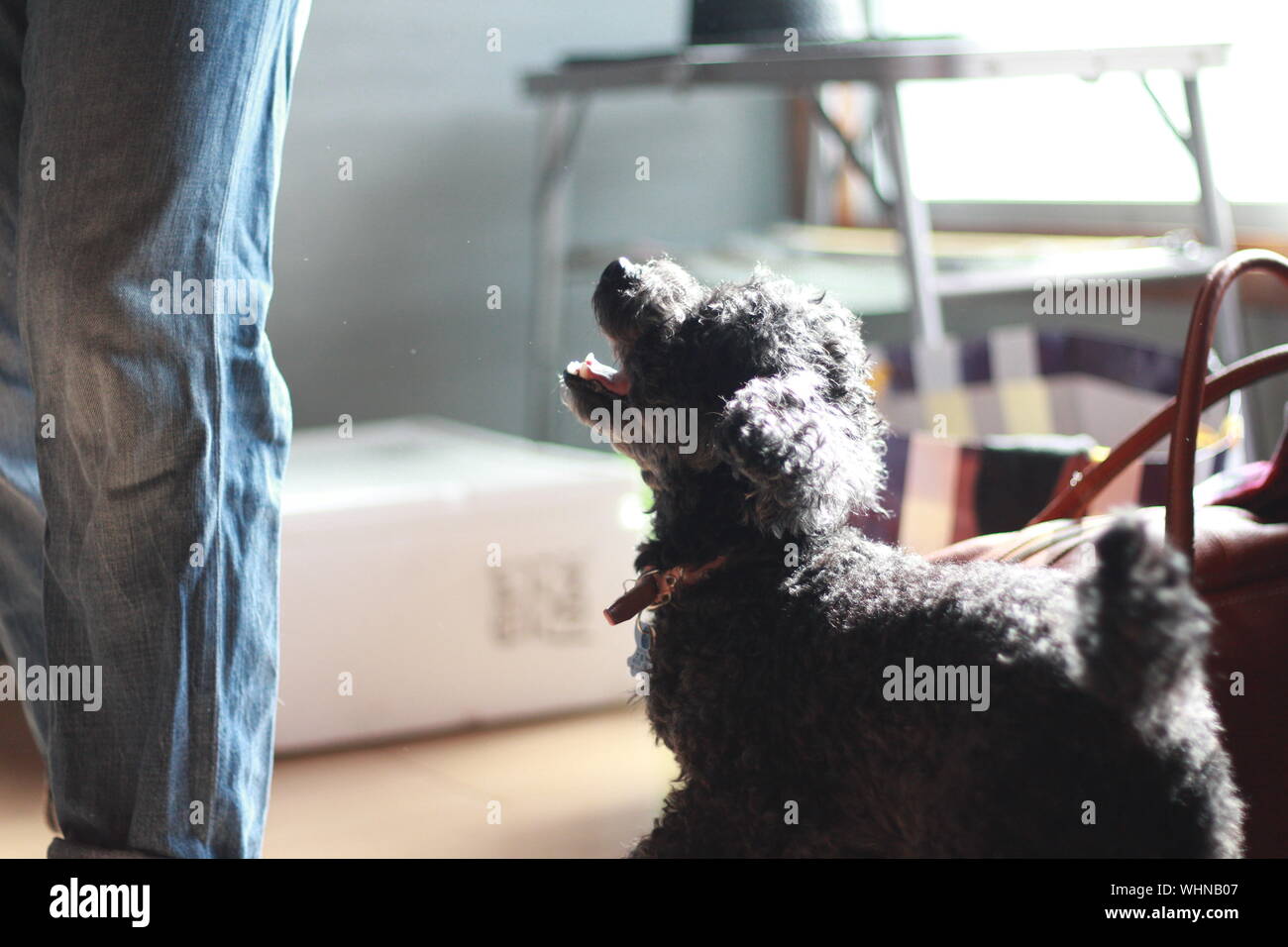 Caniche Real Fotos E Imagenes De Stock Alamy
