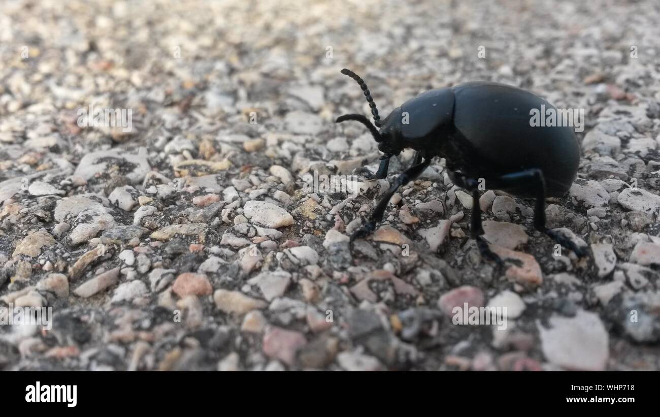 Escarabajo negro en la carretera Foto de stock