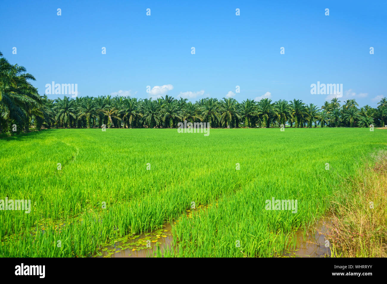 Vista escénica de arrozales y plantaciones de palma de aceite Foto de stock