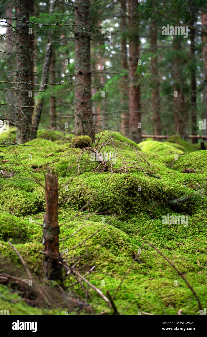 Piedras de musgo en el tranquilo bosque de verano sueco Foto de stock