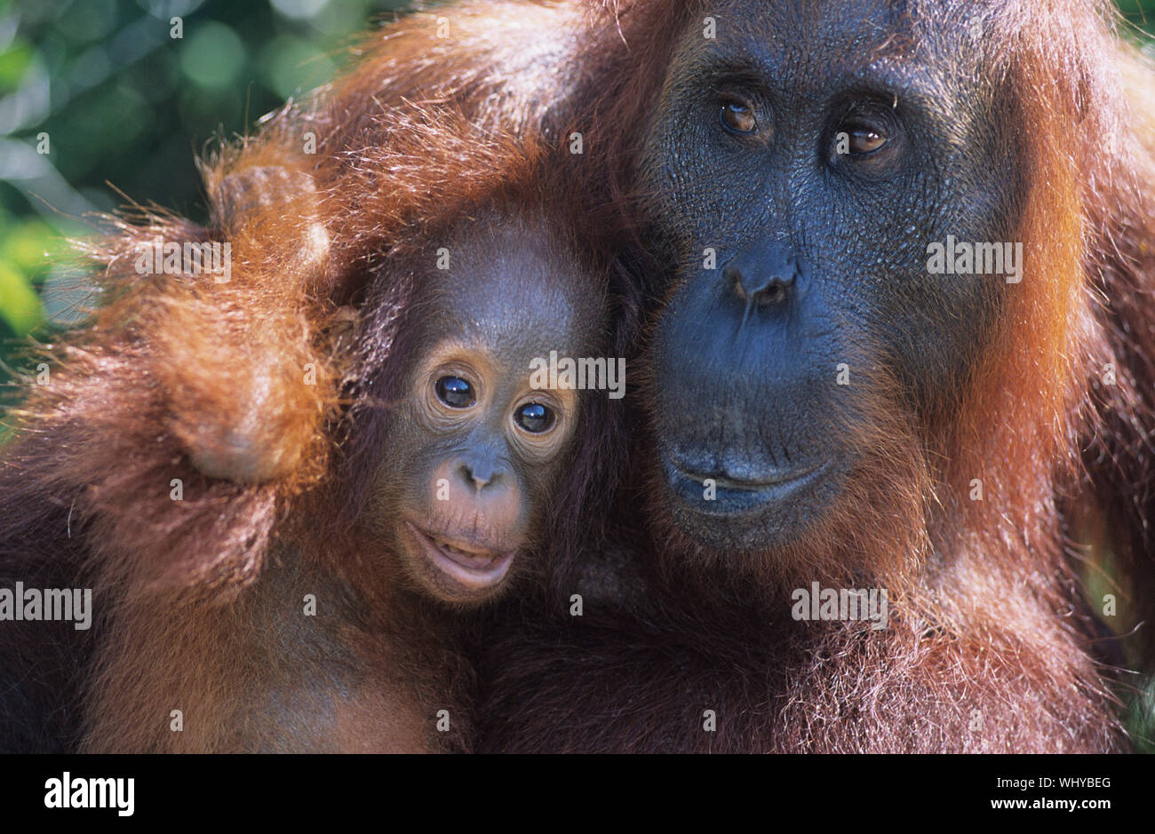 Orangután abrazando a jóvenes de cerca Foto de stock