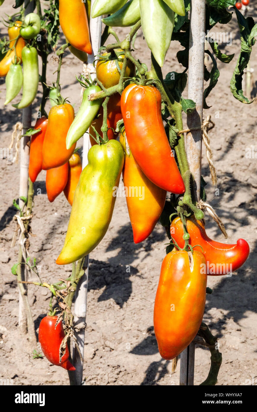 Solanum lycopersicum 'Jersey devil' cultiva tomates en los cultivares de jardín Foto de stock