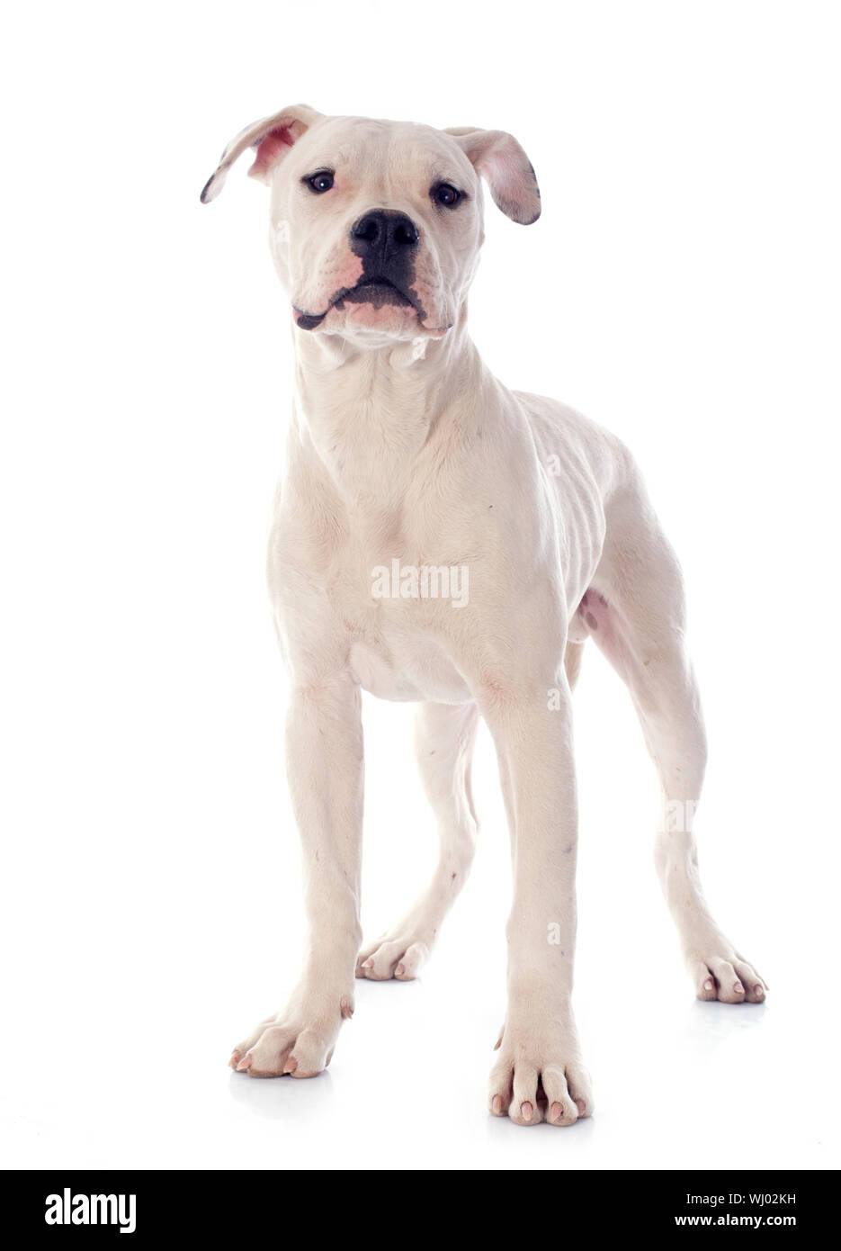 Apelar a ser atractivo Manto Mensurable Cachorro bulldog americano en frente de fondo blanco Fotografía de stock -  Alamy