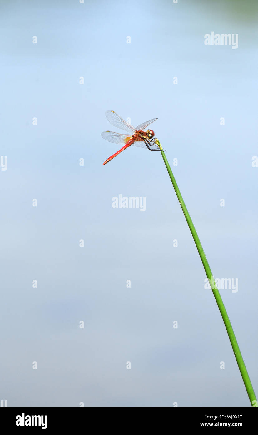 Una libélula naranja sobre una rama con un fondo de cielo azul. Fotografiado en Israel en agosto Foto de stock