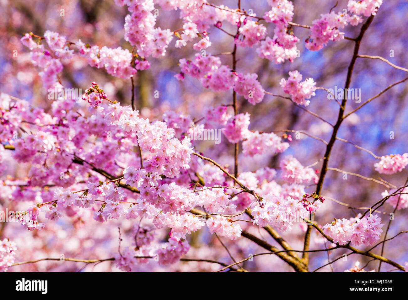 Primavera Sakura Flor de cerezo en flor rosa flores sukura Fotografía de  stock - Alamy