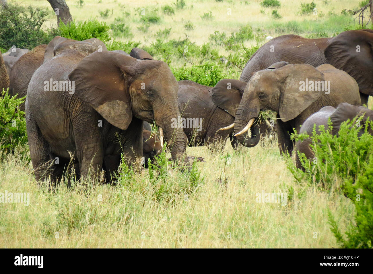 Los elefantes pastando en el campo Foto de stock