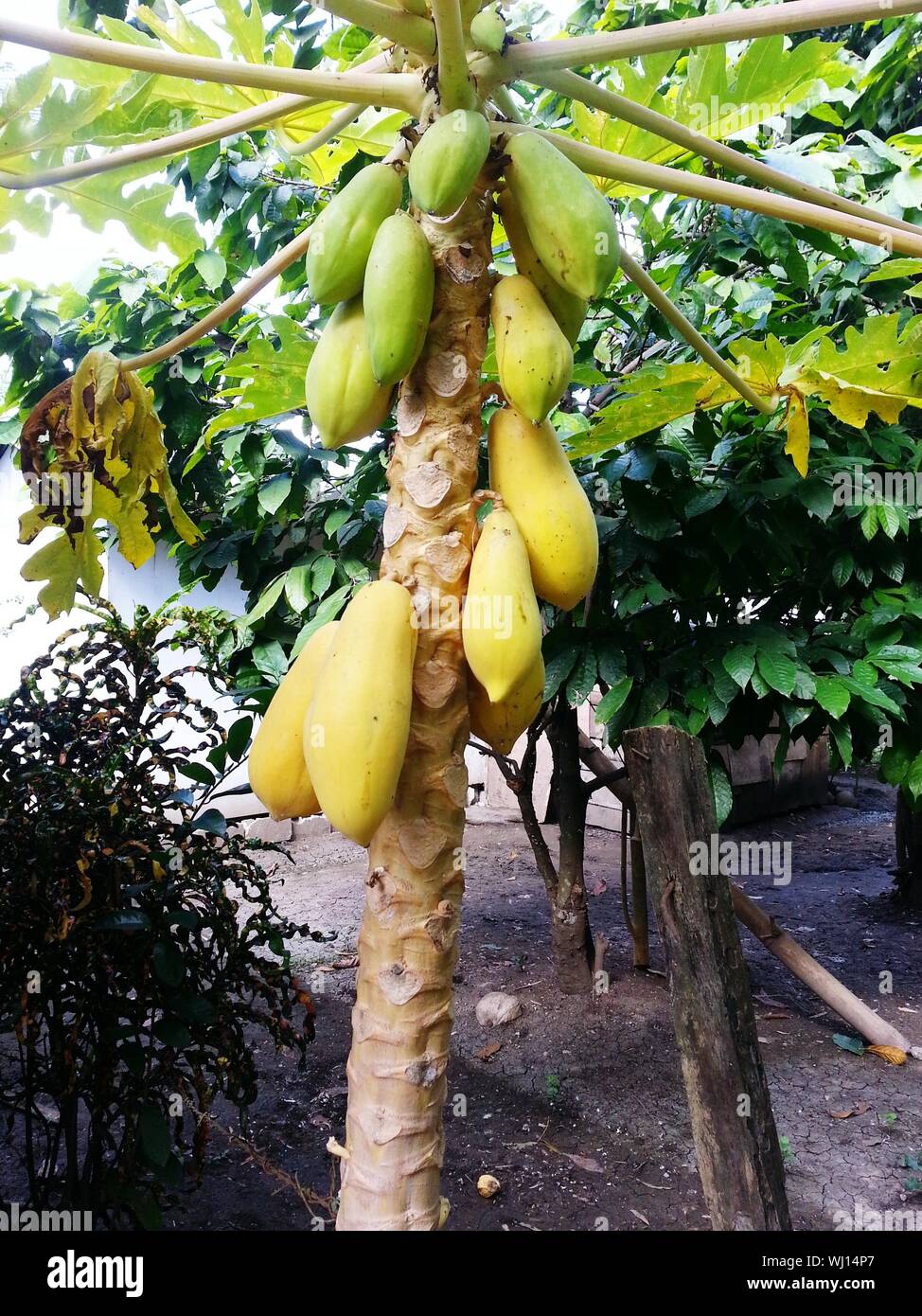 Papaya árbol creciendo en el campo Fotografía de stock - Alamy
