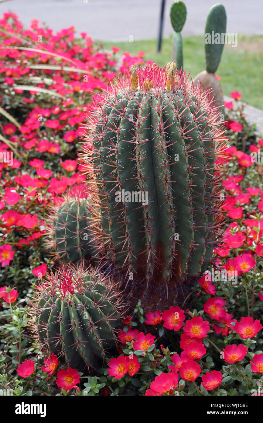 Tres plantas de cactus con un montón de rosa brillante / flores rojas y sus  hojas verdes. Fotografiado en un parque situado en Zurich, Suiza. Precioso  color Fotografía de stock - Alamy