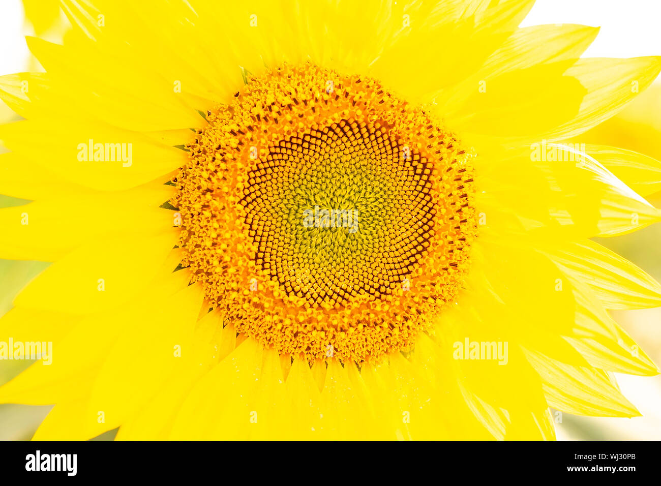 Textura de girasol fotografías e imágenes de alta resolución - Alamy