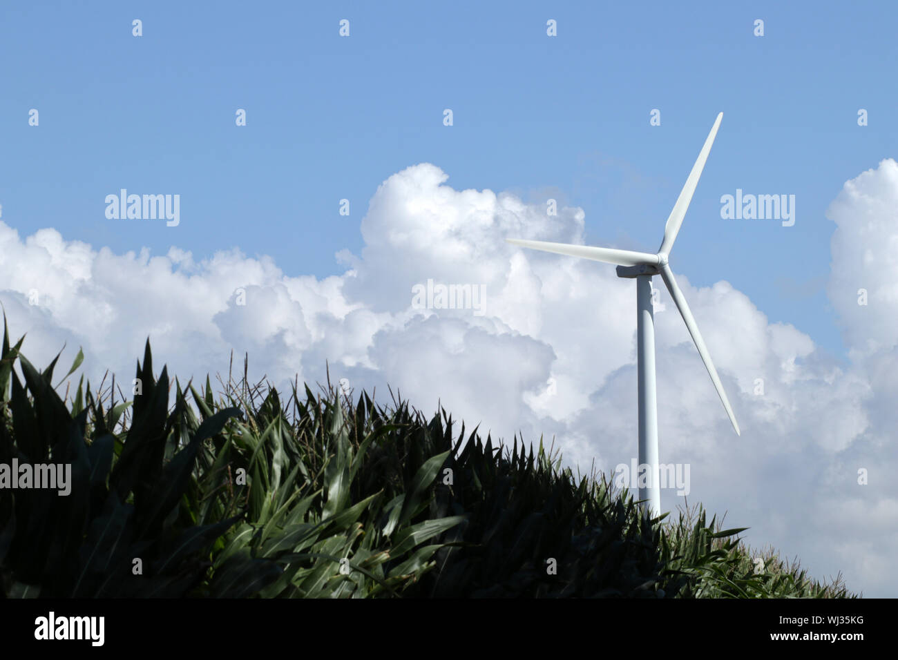 Aerogenerador produciendo electricidad verde en el campo de maíz, el paisaje agrícola Foto de stock