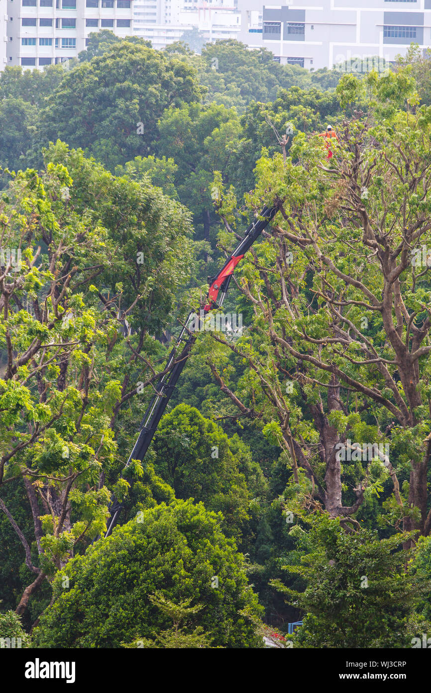 Servicio industrial de poda de árboles en lo alto de un camión de poda de árboles. El trabajador se levanta a más de 10m metros de altura para cortar la rama del árbol con una motosierra. Foto de stock