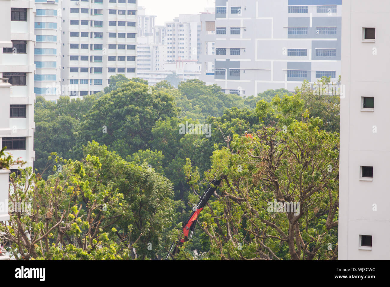 Servicio profesional de poda de árboles, el trabajador se levanta en lo alto de la elevación del auge para cortar las ramas largas. Singapur. Foto de stock