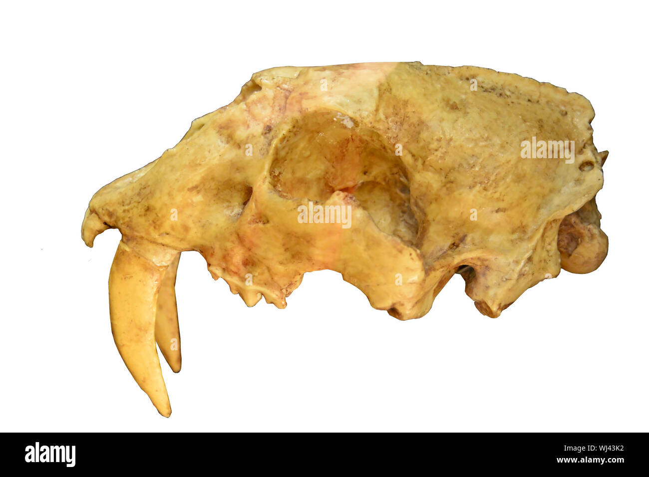 Cráneo del tigre dientes de sable que muestra enormes dientes caninos, desde la última Edad de Hielo. Aislado en un fondo blanco. Foto de stock