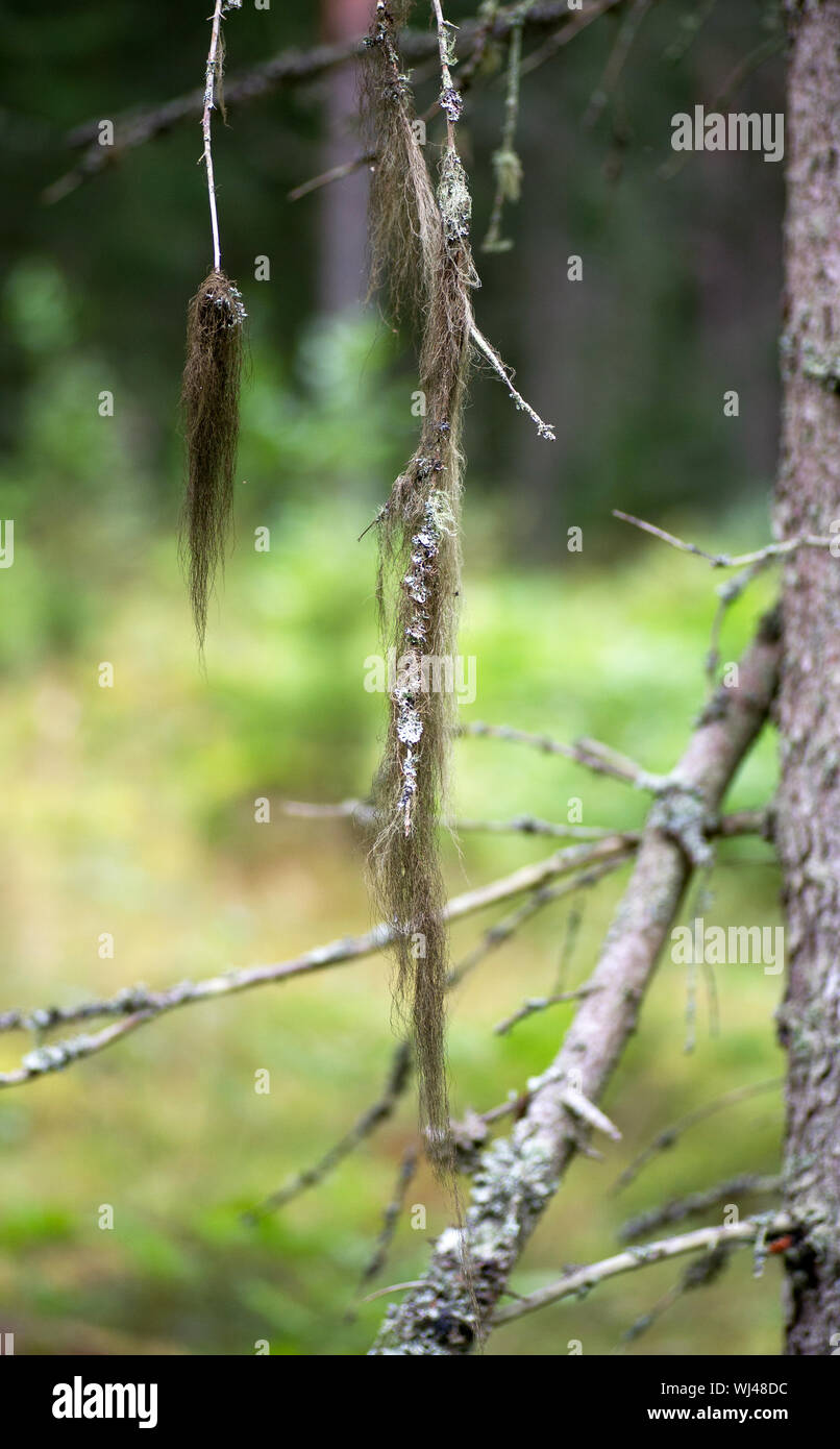 Barba liquen coníferas colgando de un árbol en el bosque sueco Foto de stock