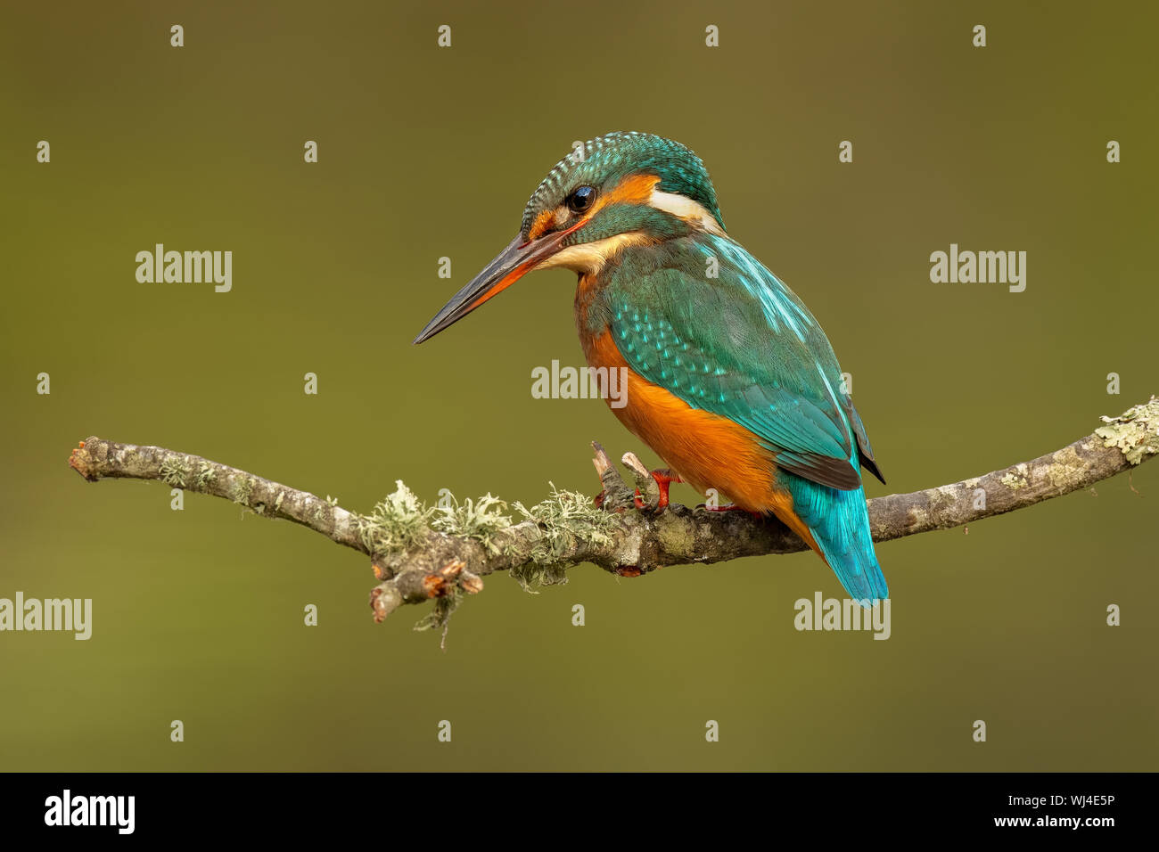Kingfisher común (Juvenil Femenino) - guarda-rios (juvenil femea) - Alcedo atthis Foto de stock