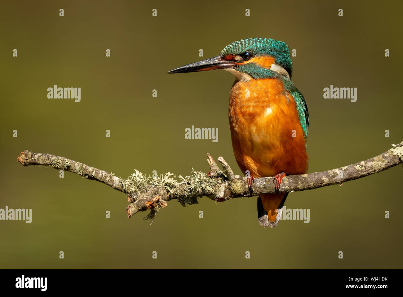 Kingfisher común (Juvenil Femenino) - guarda-rios (juvenil femea) - Alcedo atthis Foto de stock