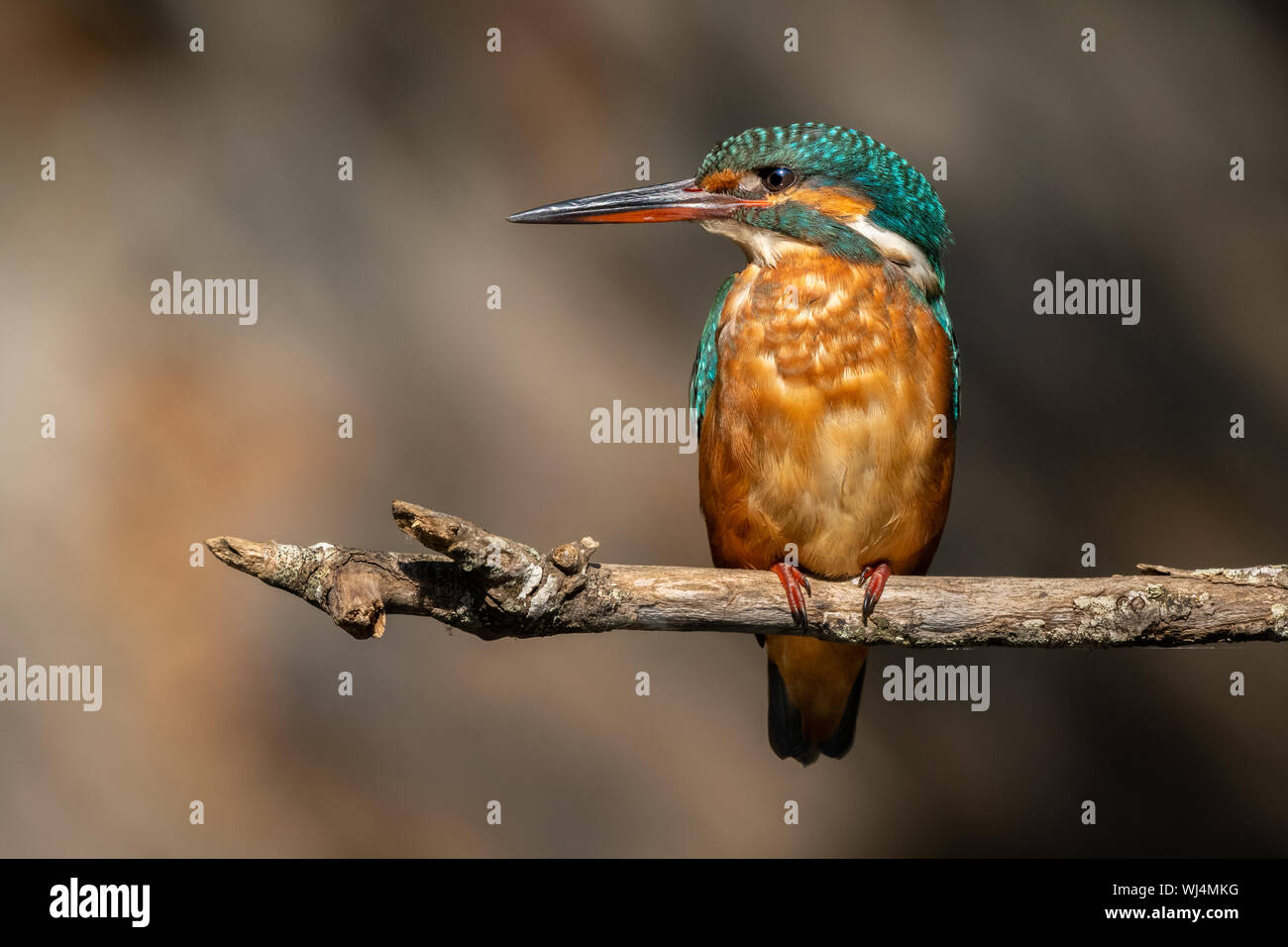Kingfisher común (Juvenil Femenino) - guarda-rios (juvenil femea) - Alcedo atthis Foto de stock
