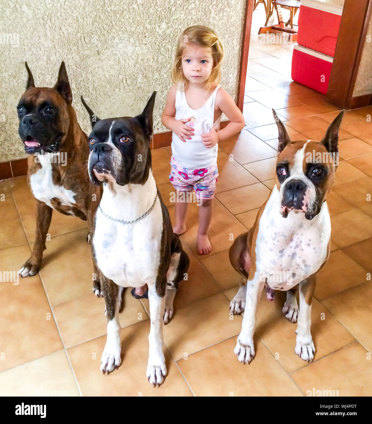 Three boxer dogs fotografías e imágenes de alta resolución - Alamy