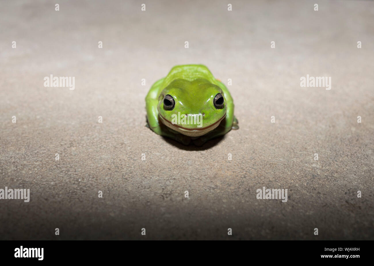Lindo retrato, diminutos, la rana arborícola verde Foto de stock