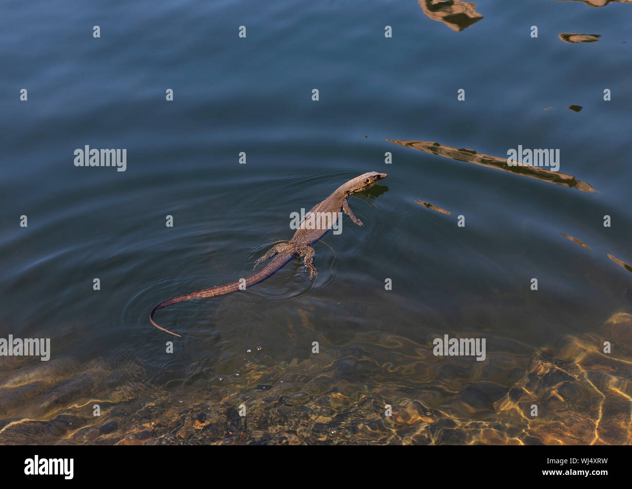 El lagarto monitor nadando en agua soleado Foto de stock