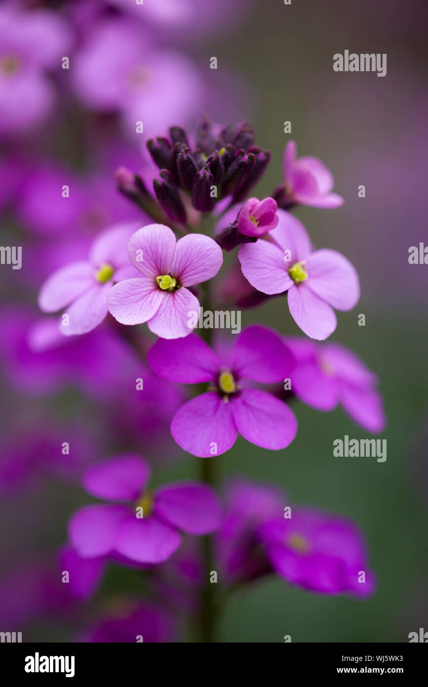 Close-up de Bowles (Erysimum Erysimum linifolium Malva glaucum) flores. Foto de stock
